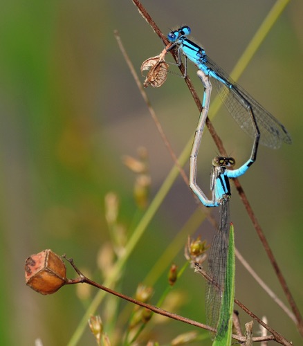 Pair in copula
2009_06_21_MO